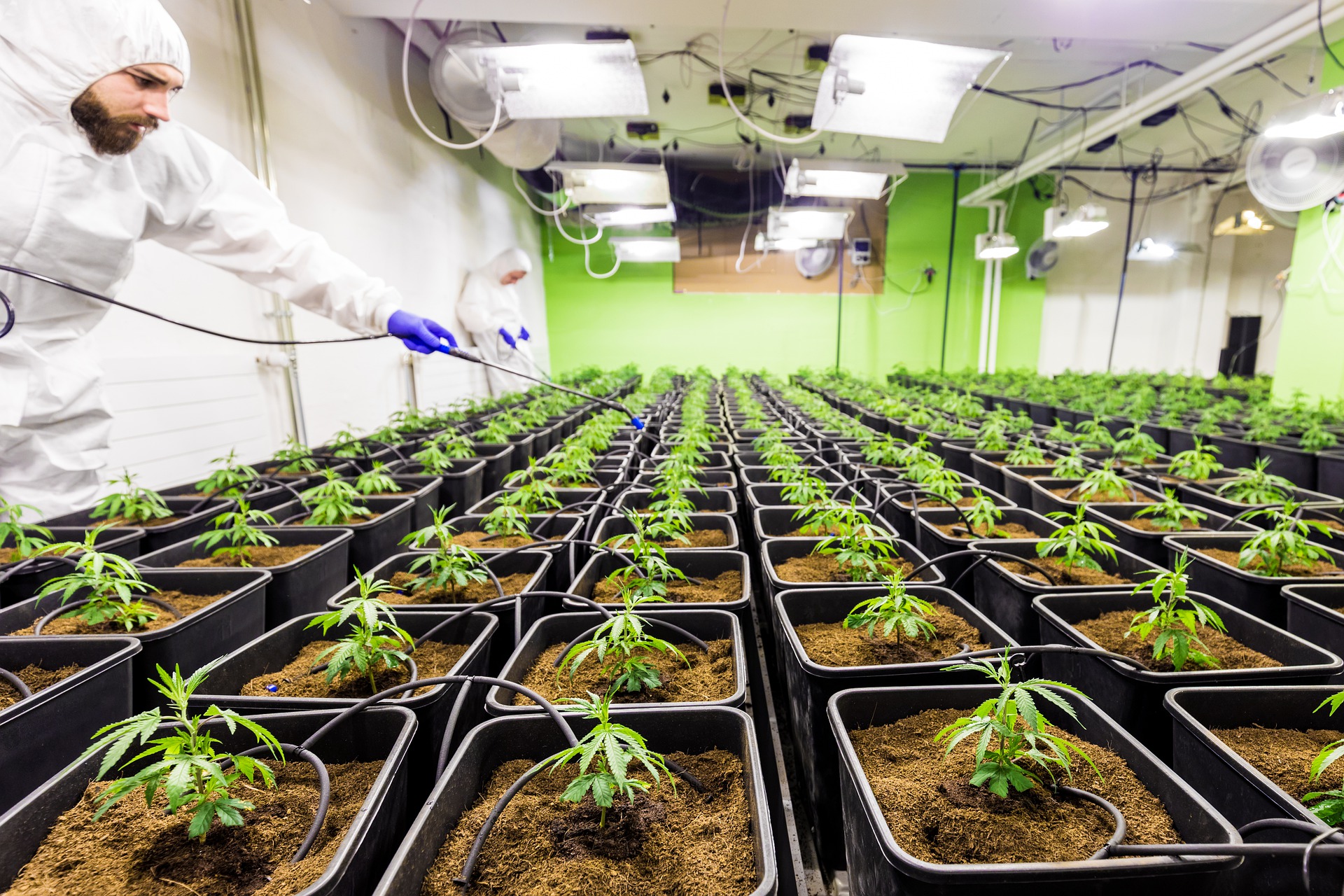 cannabis green house cannabis green house